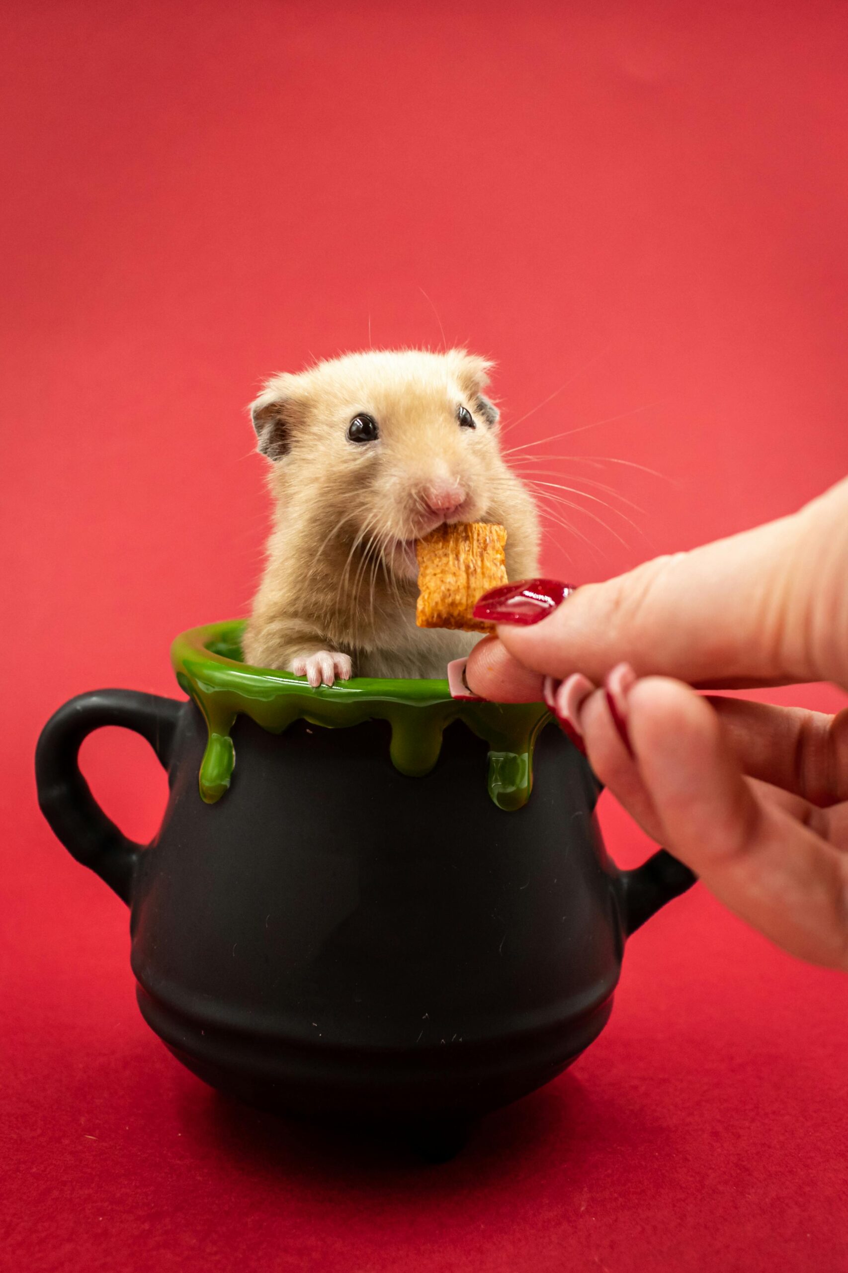 Discover 10 Essential Tips for Happy, Healthy Hamsters