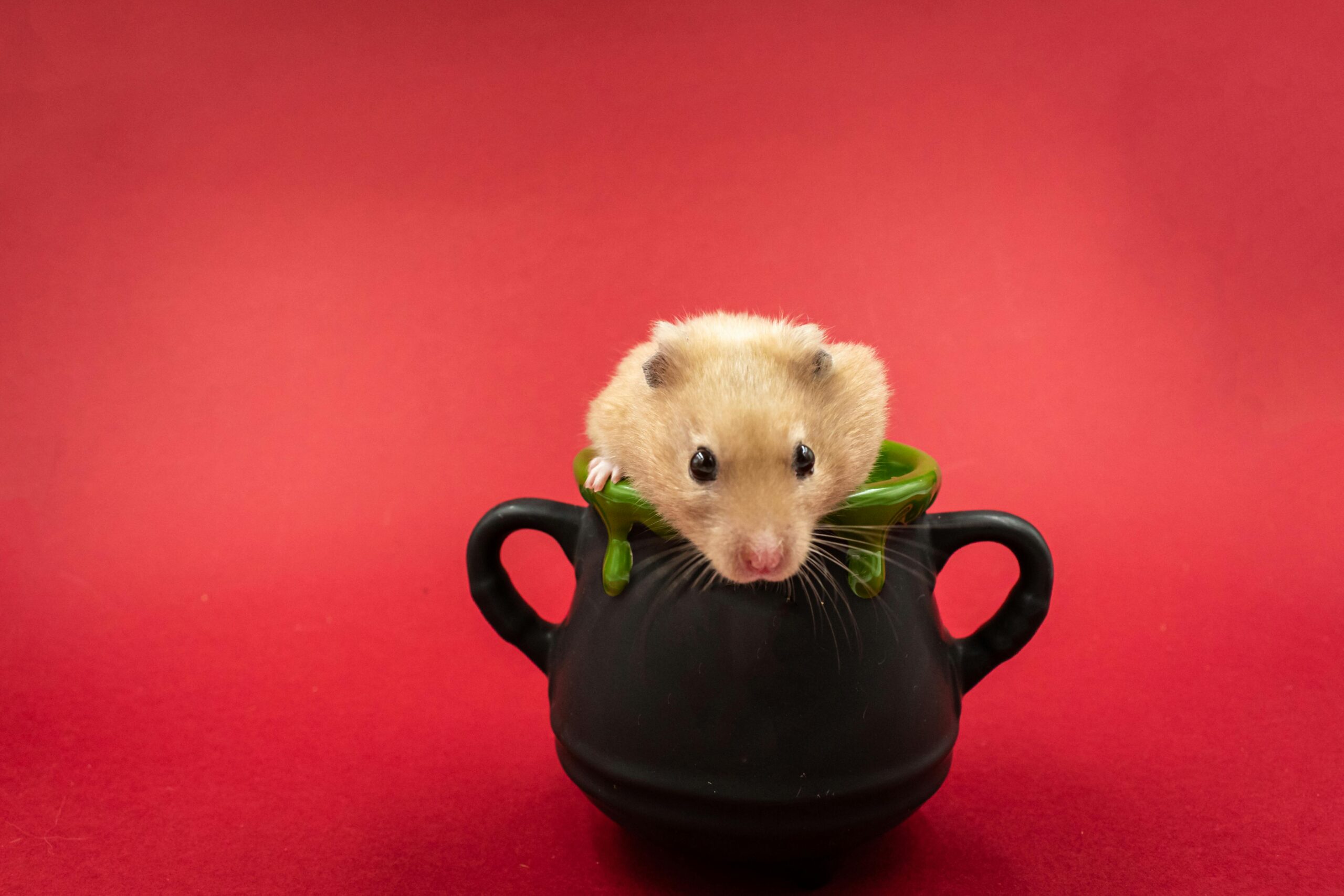 Hamster und andere Tiere: 7 tierische Freundschaften entdeckt